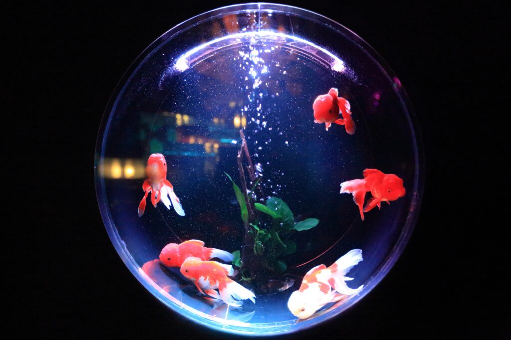 school of fish in fishbowl image