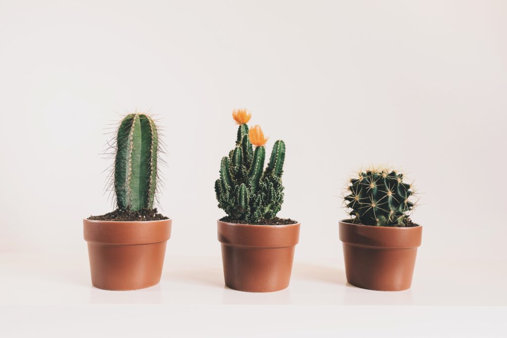 Three potted cactus plants image
