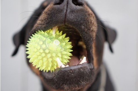 6 Chew Resistant Dog Accessories for More Play And Less Fuss
