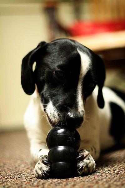 Dog with black Kong toy