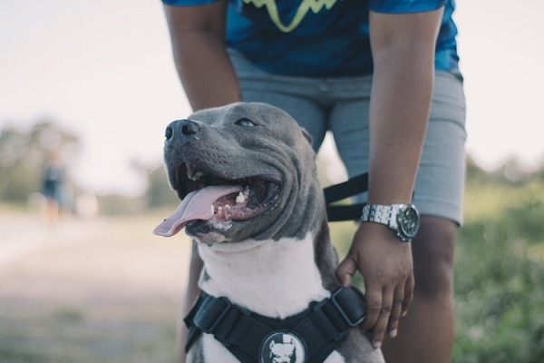 Effective Tips for Being a Responsible pitbull Owner
