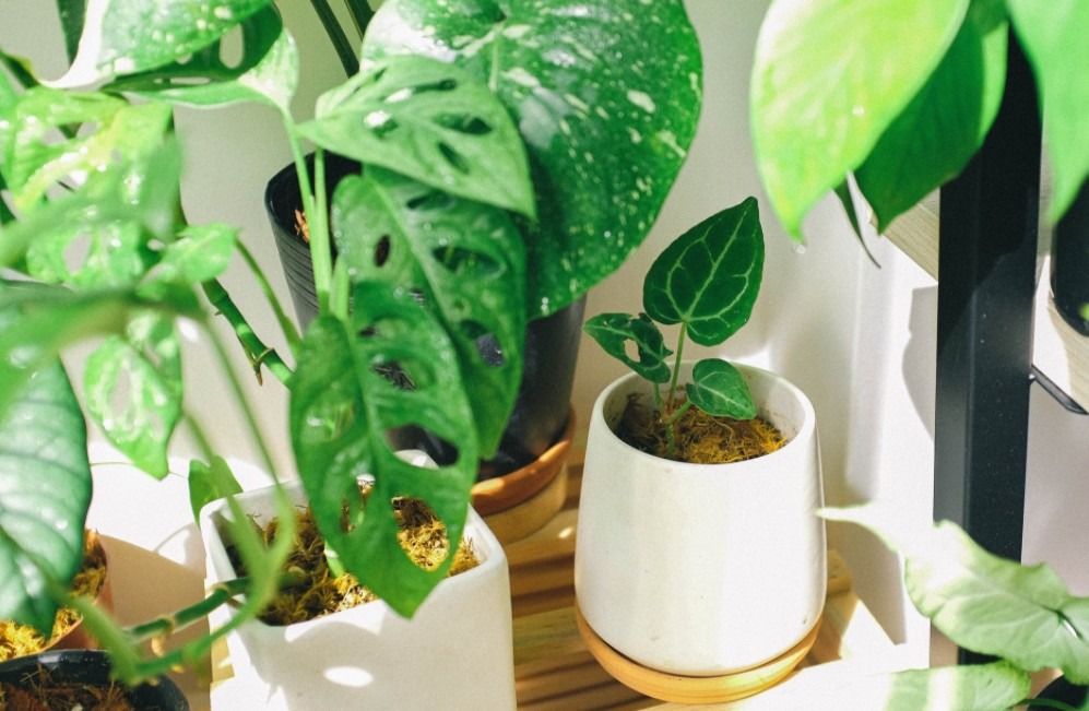 How to Take Care of Plants: 7 Tips
