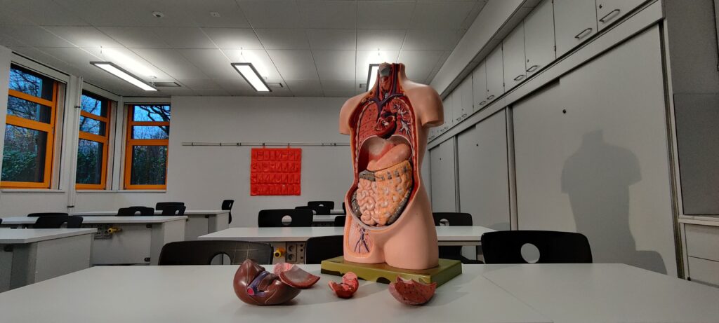 An Image of Human body model