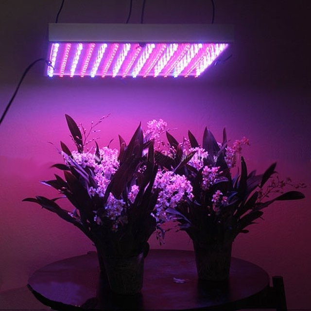 LED grow lights with two potted plants