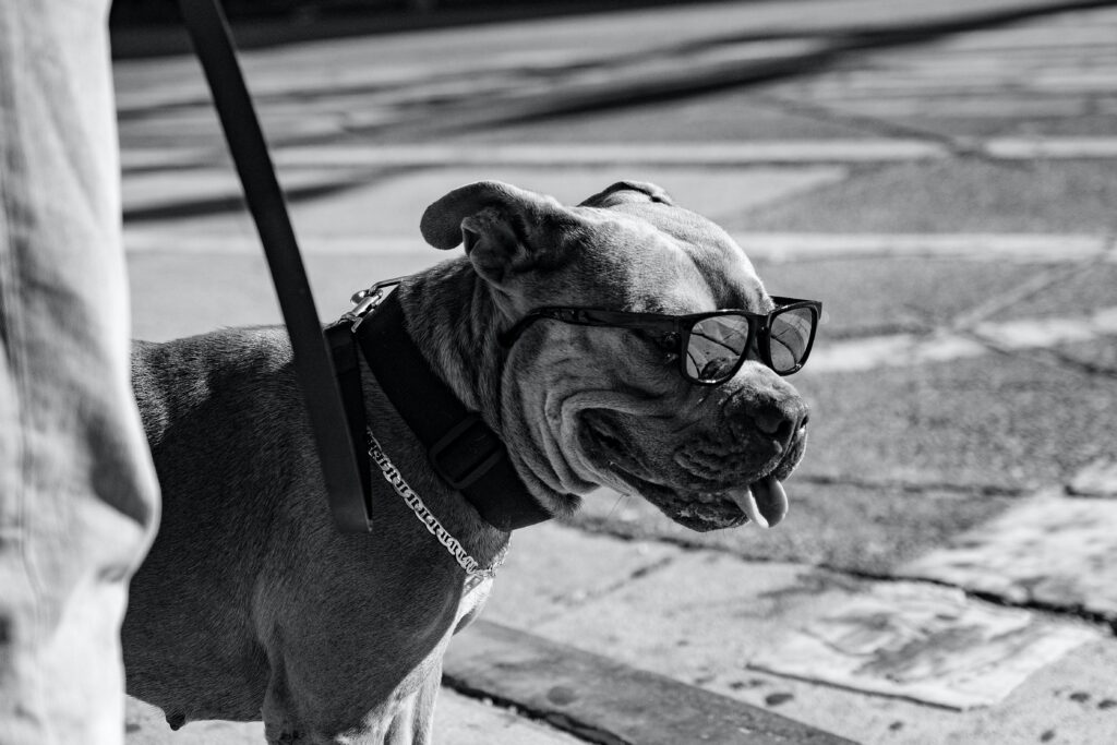 black and white photo of a pit bull with sunglasses