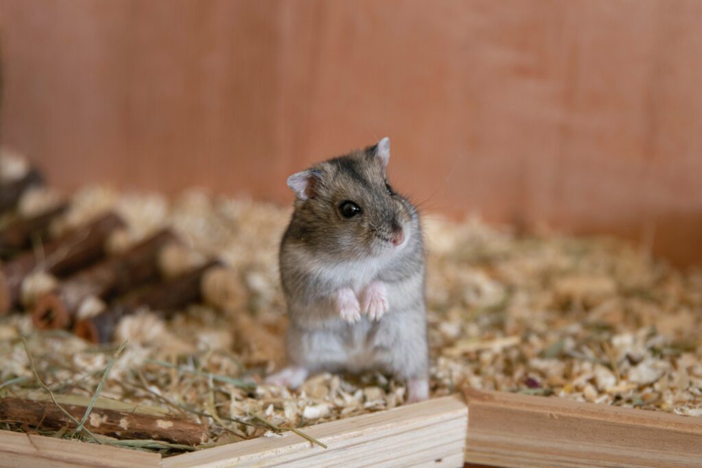 An Image of A hamster