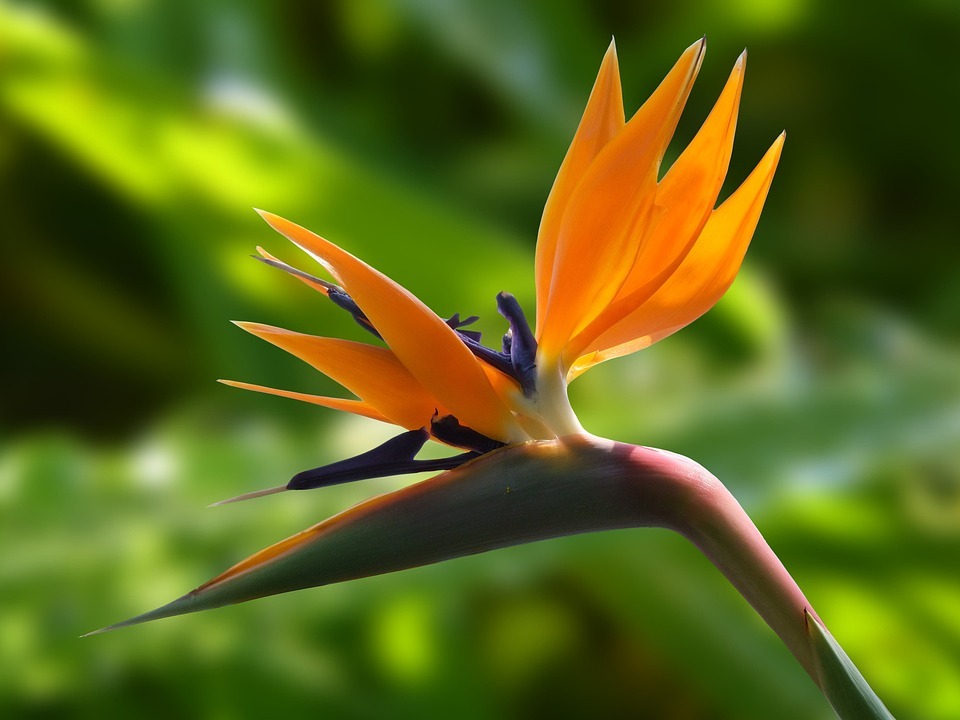 An image of Bird of Paradise flower