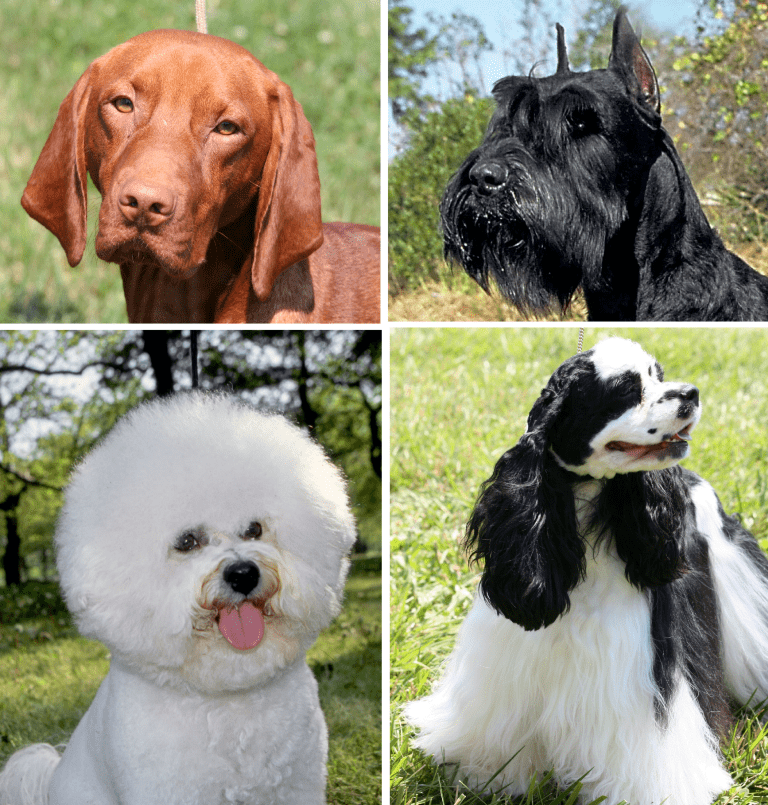 Dogs display wide variation in coat type, density, length, color, and composition
