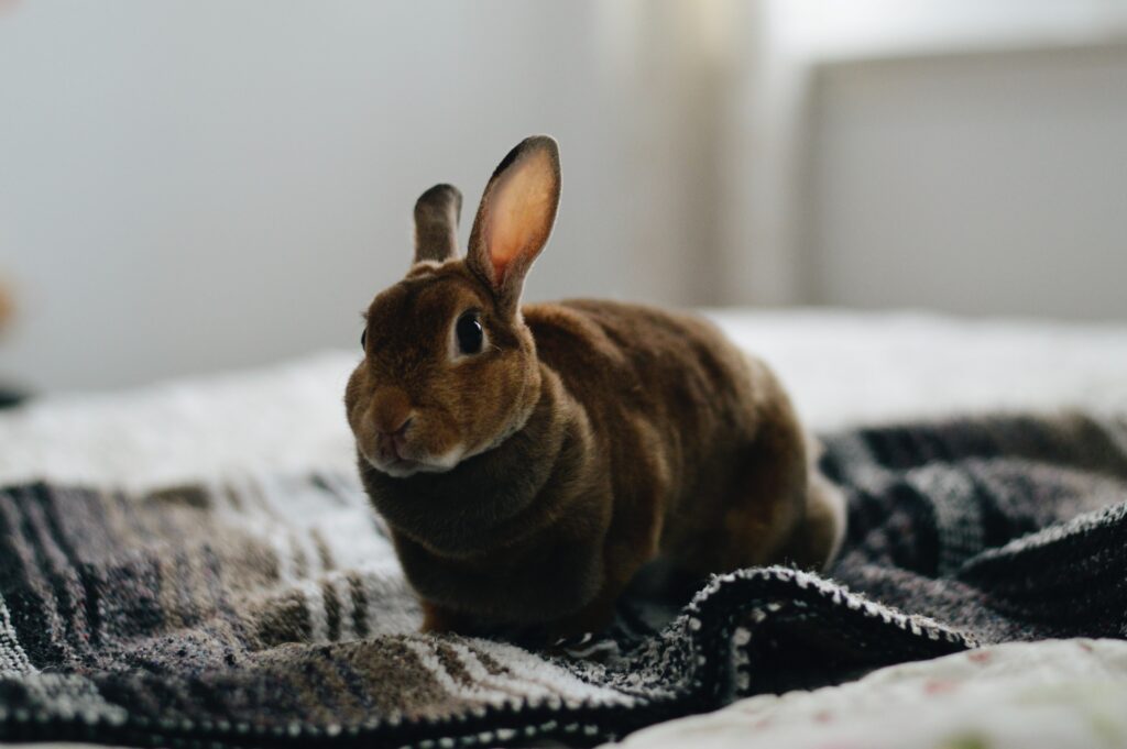An Image of a  Pet rabbit