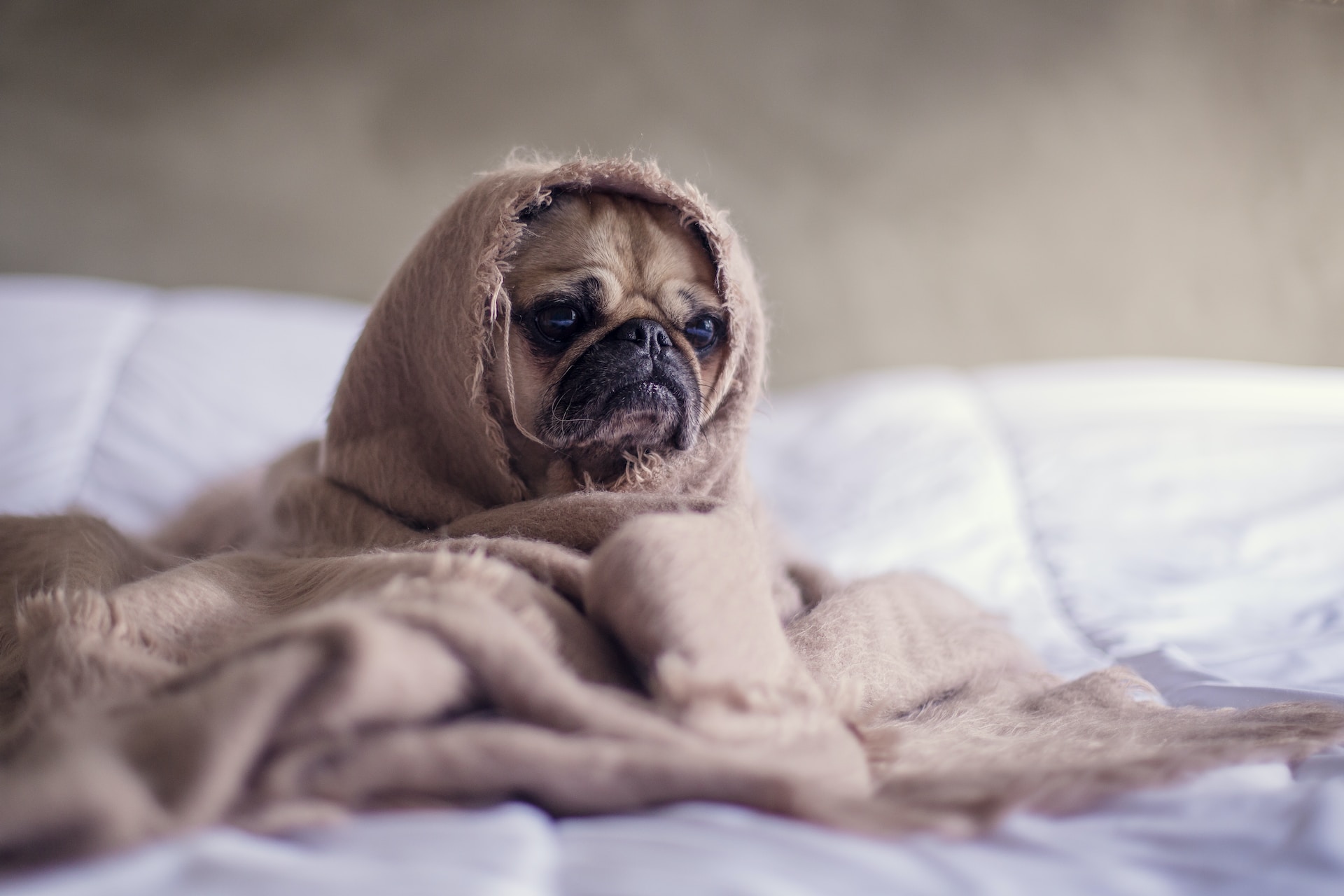 animals images & pictures, cute images & pictures, cozy, puppies images & pictures, sad face, sad mood, hopeless, website backgrounds, Monday, blanket, sleep, post, stress, warm, picture, fun