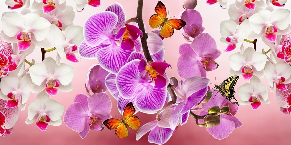 a photo of an orchid