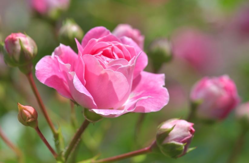 Hybrid tea roses