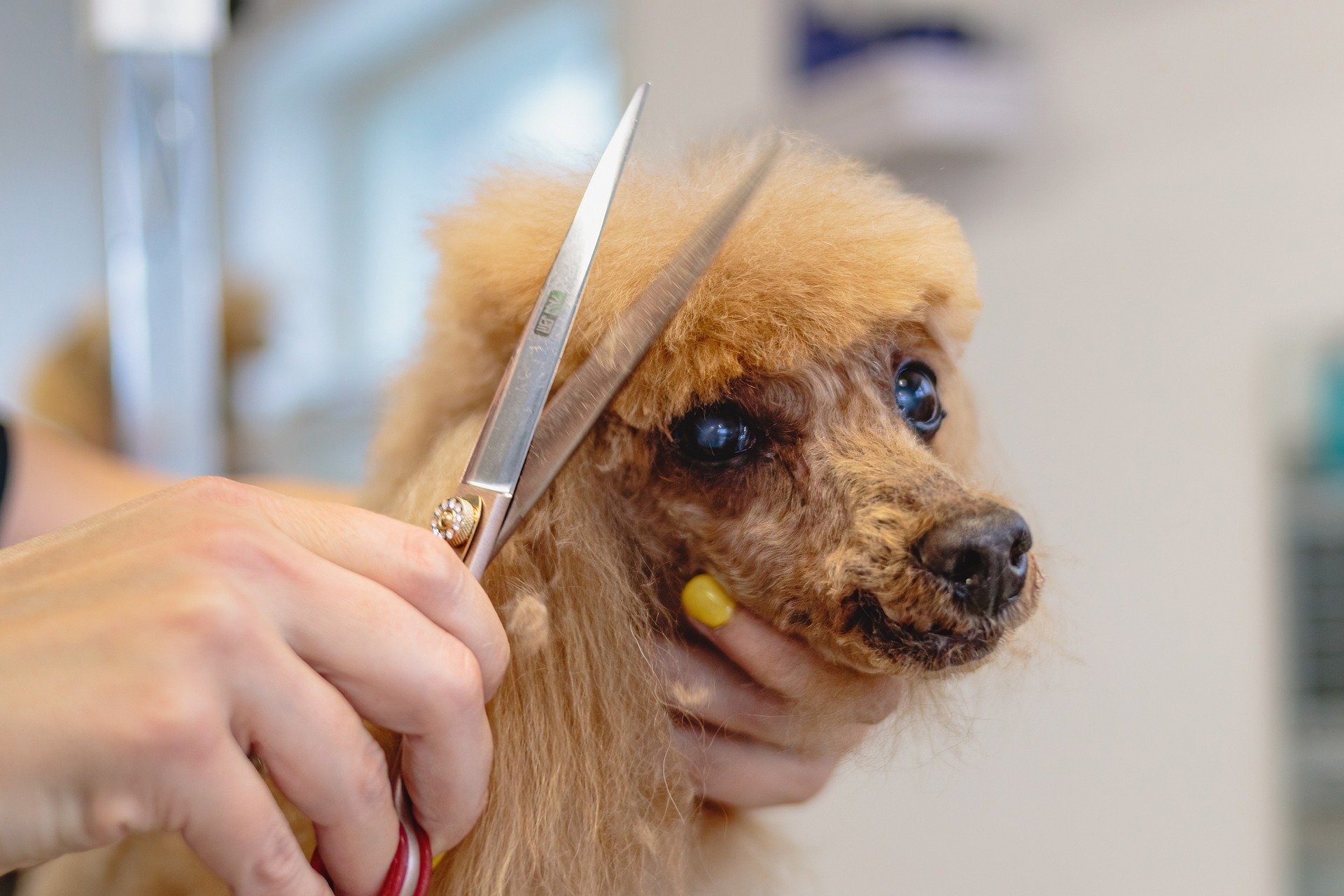 dog getting his hair trimmed image