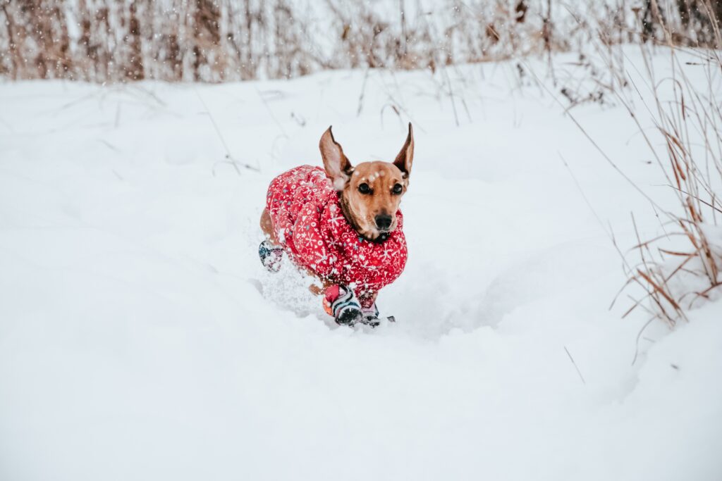 brown short coated dog on snow-covered ground during daytime