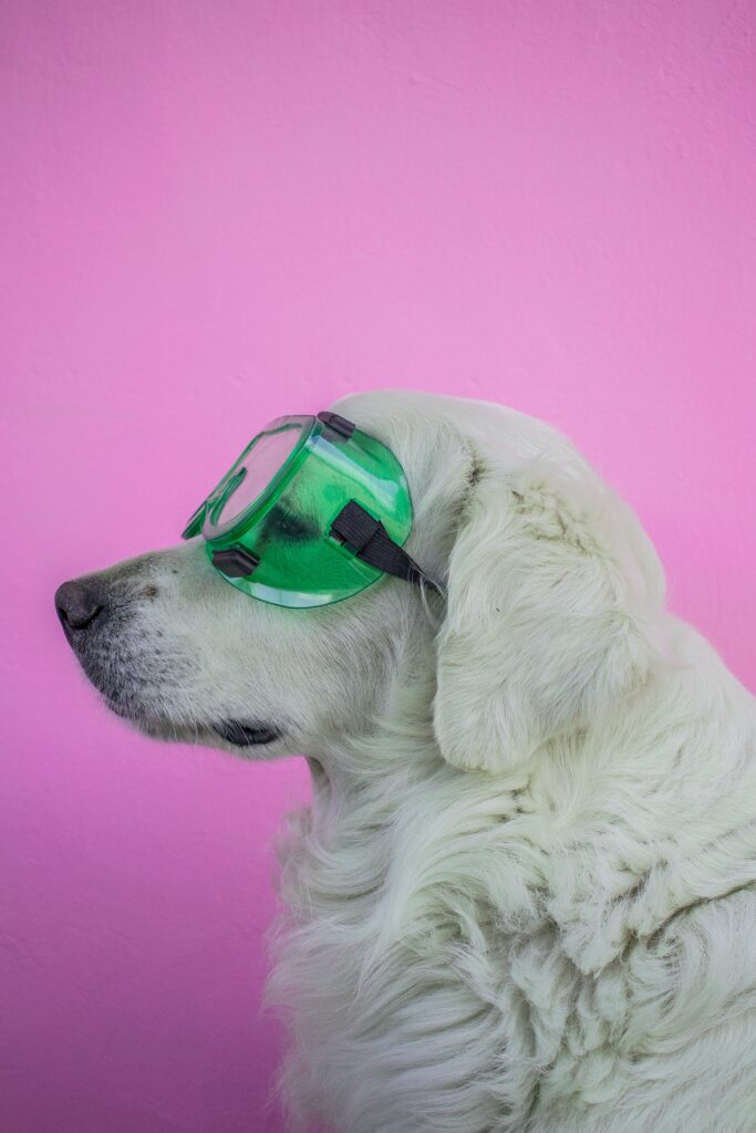 White long coated dog wearing green framed sunglasses
