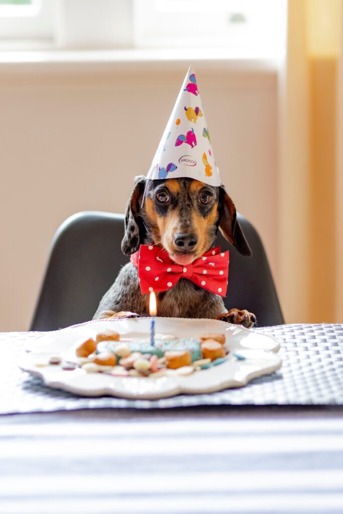 Dachshund Birthday Party, funny dog
