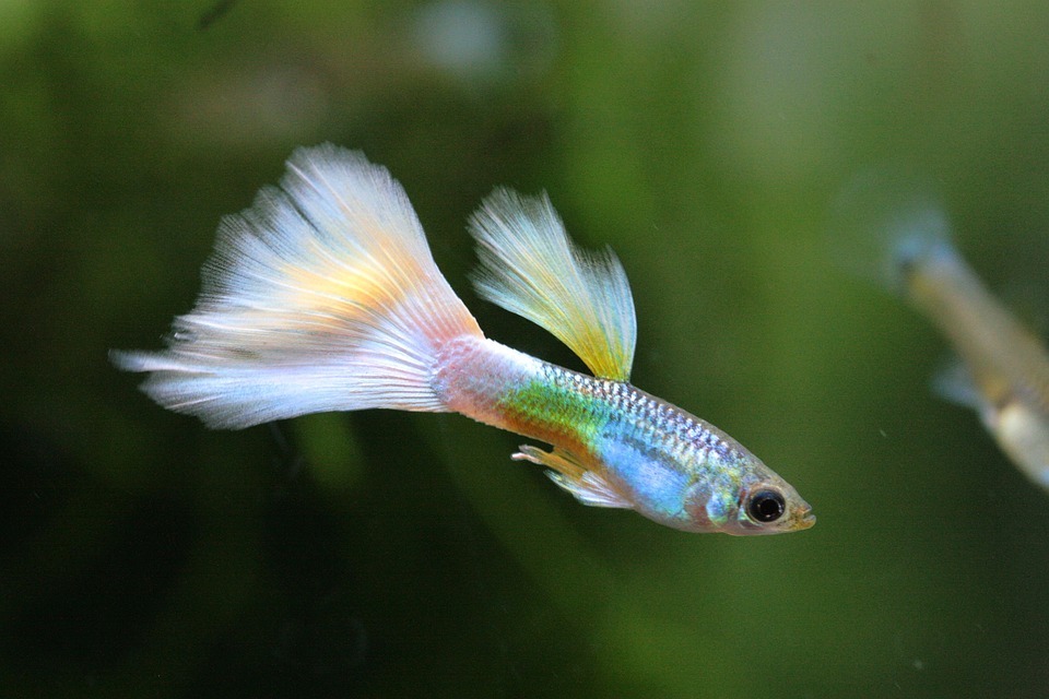 A guppy in a tank image