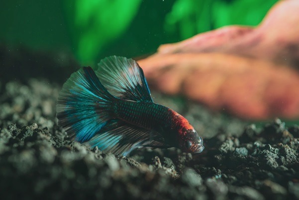 All the Advice You Will Ever Need Before Getting a Fish as Pet