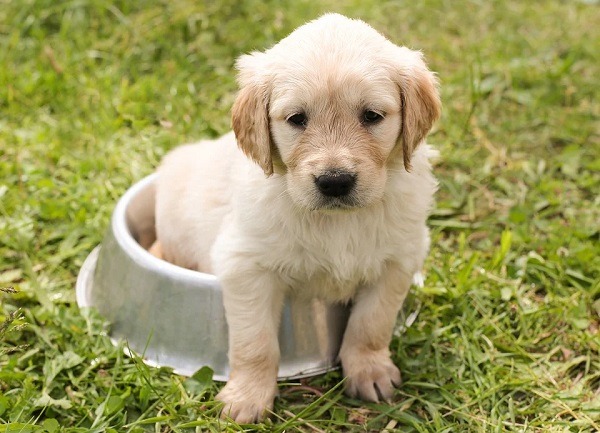 Potty Training Your Dog Here Are Some Useful Tips