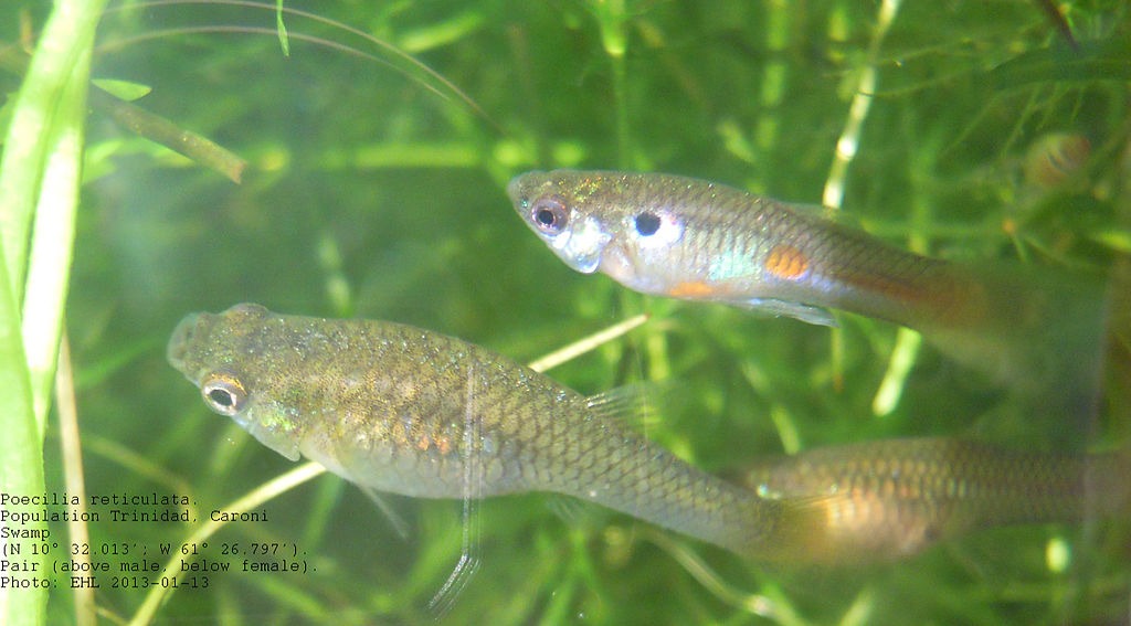 Two guppies in a tank together image