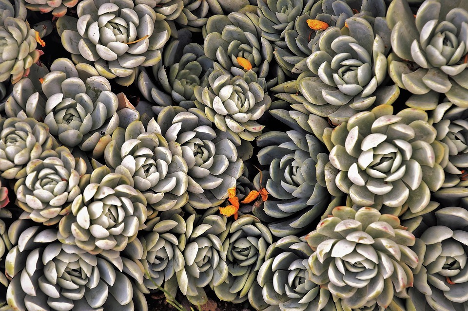 Ultimate guide to succulents