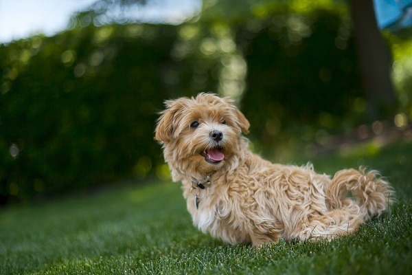 Why a Maltipoo is a great dog for a growing family