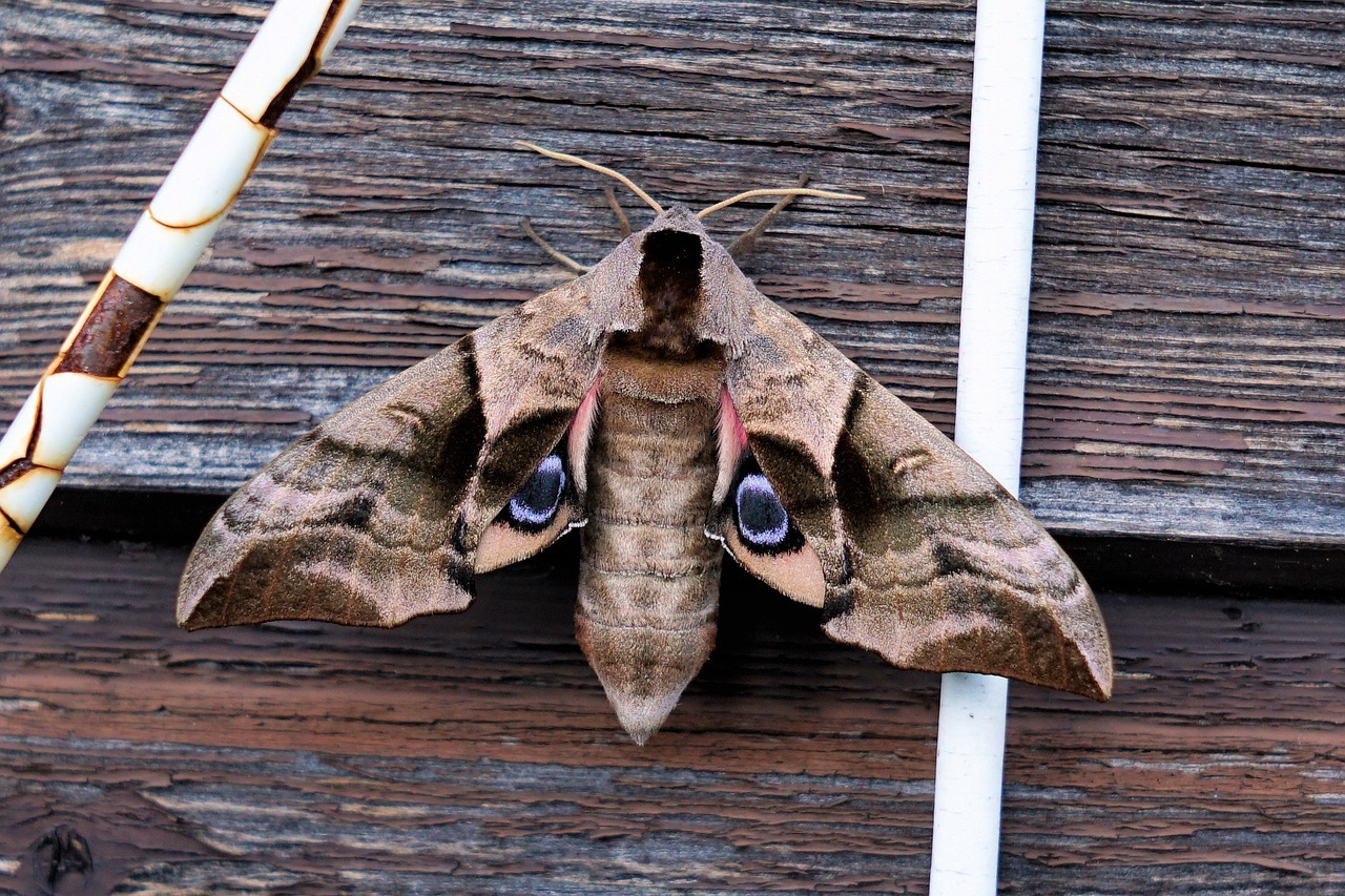 moth up close