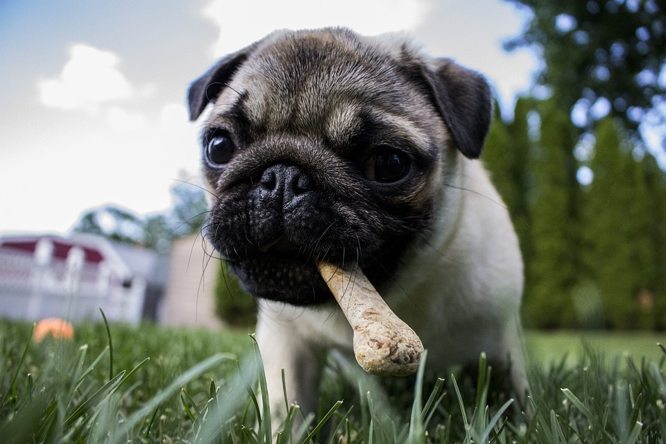 puppy with a bone image