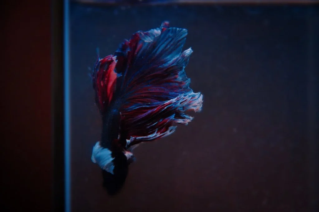 A blue and red betta fish