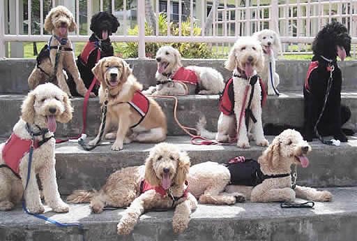 a group of labradoodle assistance dogs