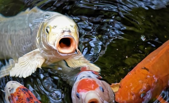 Top Tips For KOI Enthusiasts Everything You Need To Know