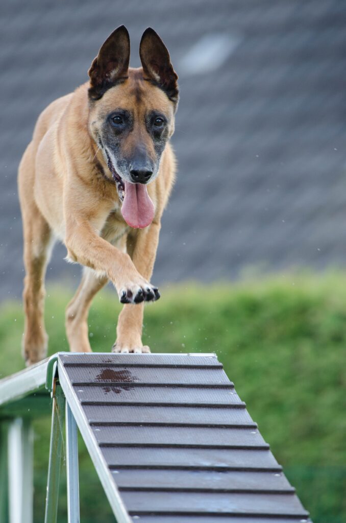 Short-coated brown dog on wooden beam image