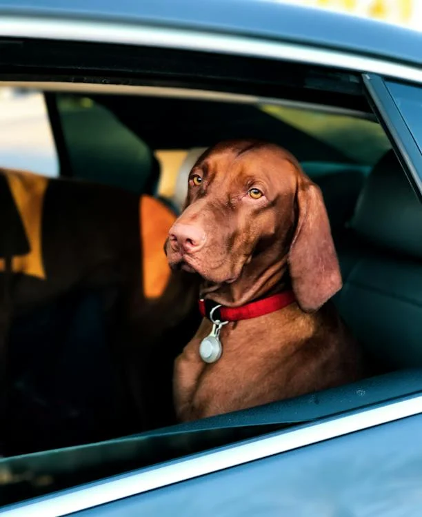 Traveling with Your Pet Done Right – How to Have a Safe Trip
