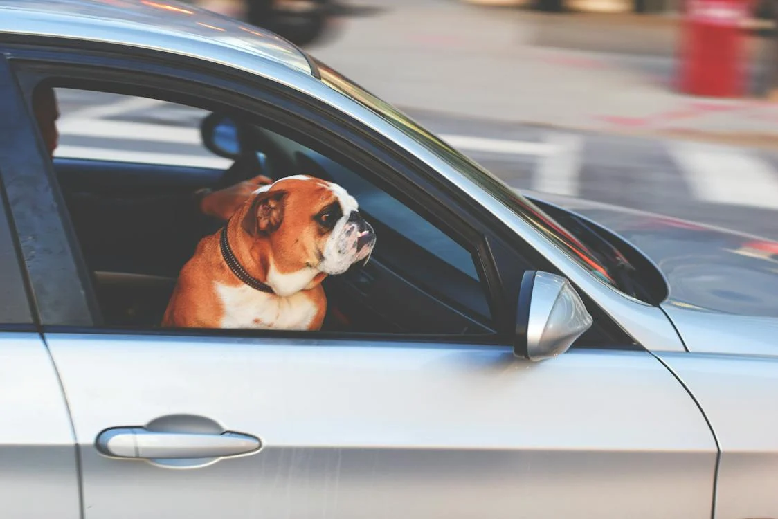 Useful Tips for Dog Proofing Your Car