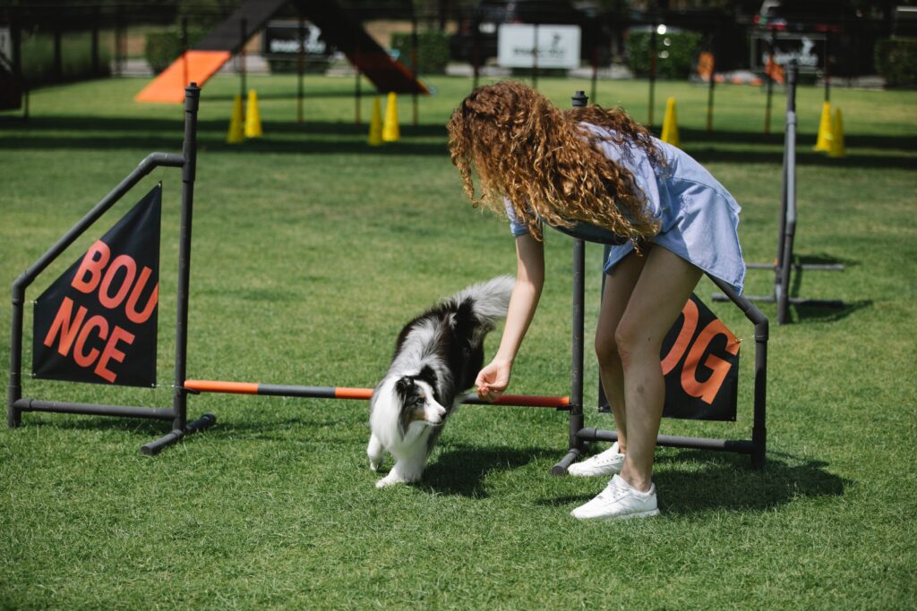 Young curly haired woman training sheepdog on sports field image