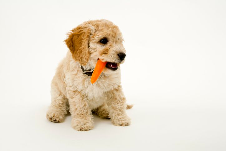 puppy carrot istock