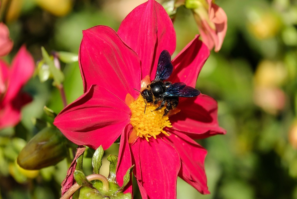 A carpenter bee on a pink flower image