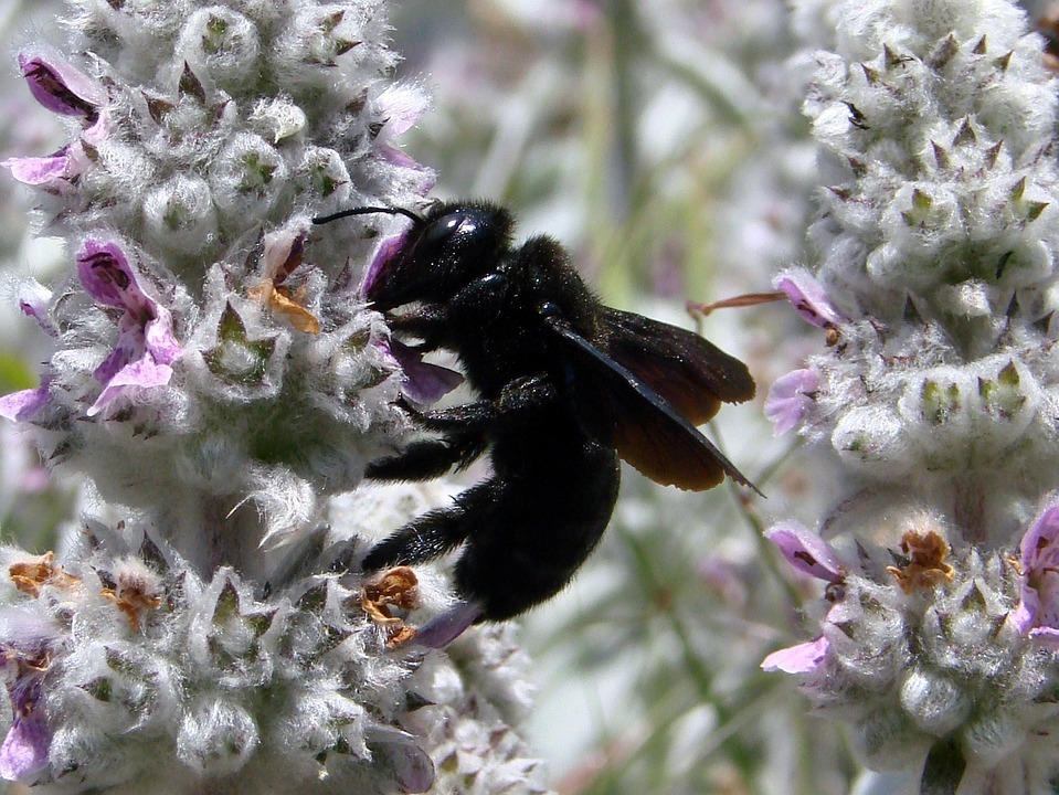 A carpenter bee on flowers image