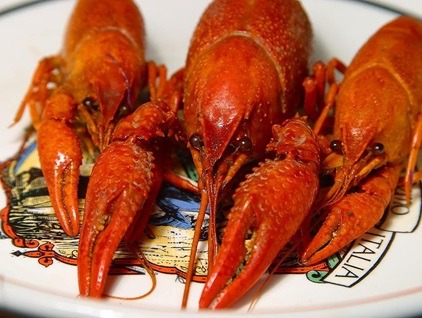 Creamy And To Cook And Eat Crawfish - The Right Way!