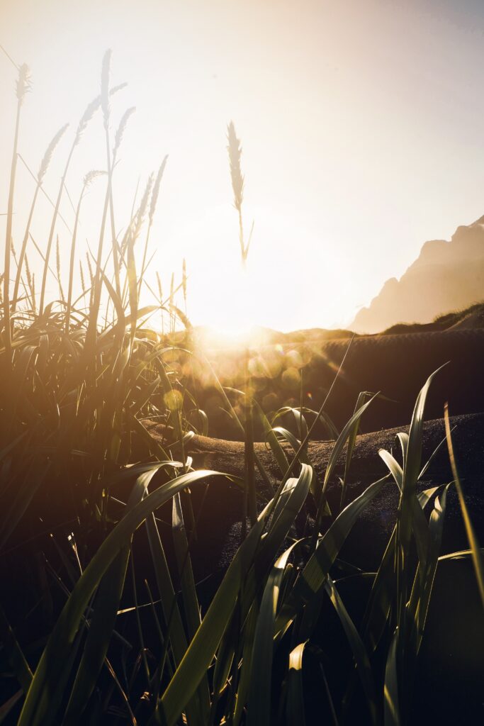 Green Grass In Sunset Light image