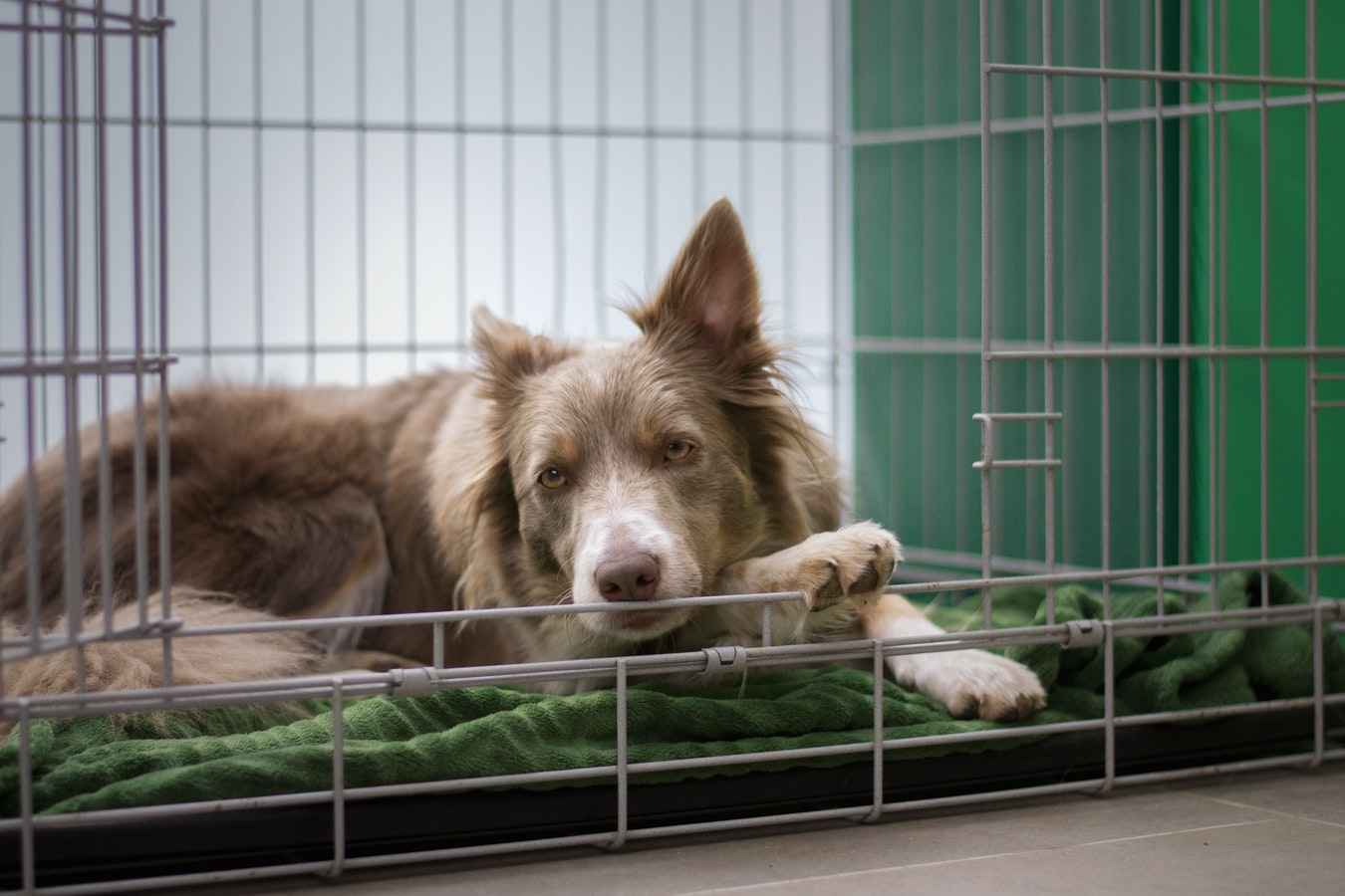 How To Choose a Dog Crate For Large Dog Breeds