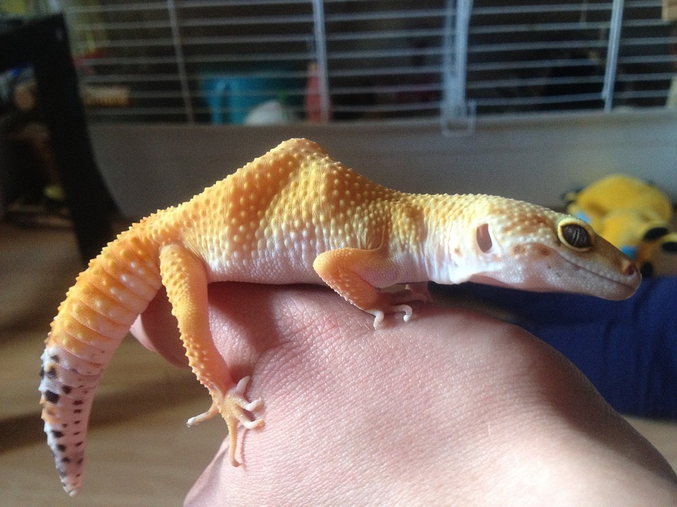 How to Care for Your Pet Leopard Gecko
