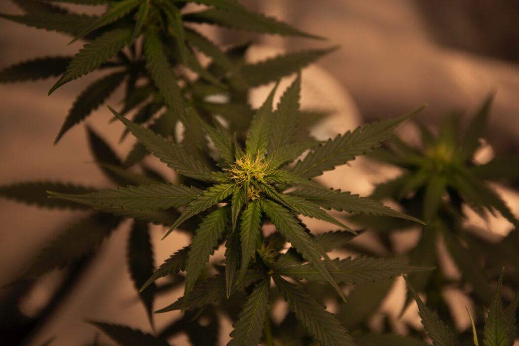 A green cannabis plant image