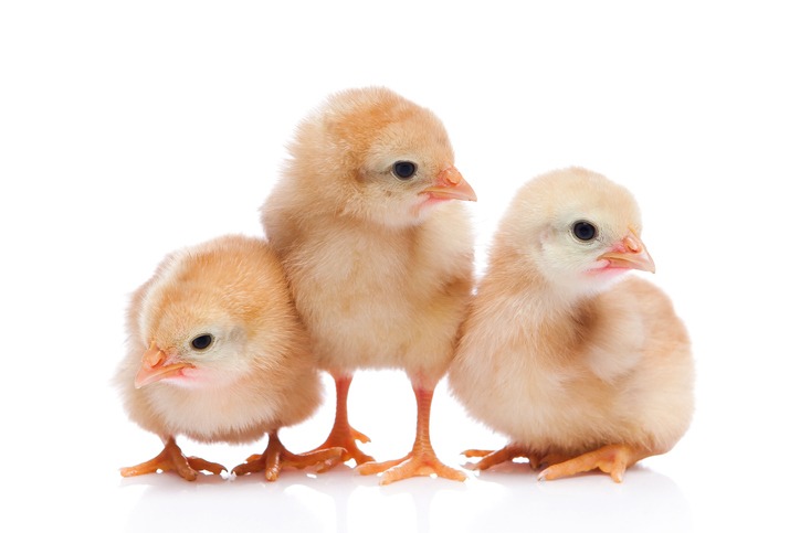 Planning to Raise Chickens? Here’s What You Need