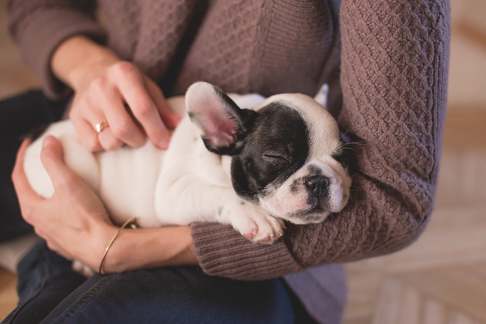 Your Checklist When Getting Your First Puppy