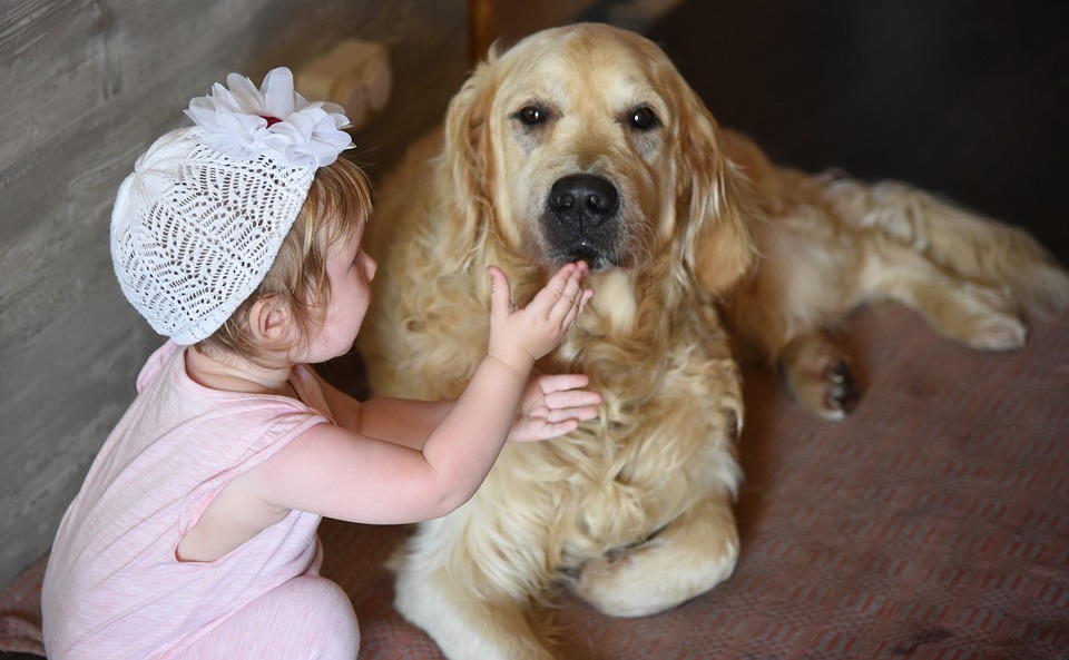 6 Best Dogs That Get Along with Kids