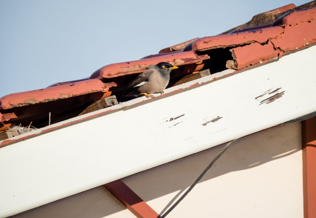 Bird nesting in eaves hole image