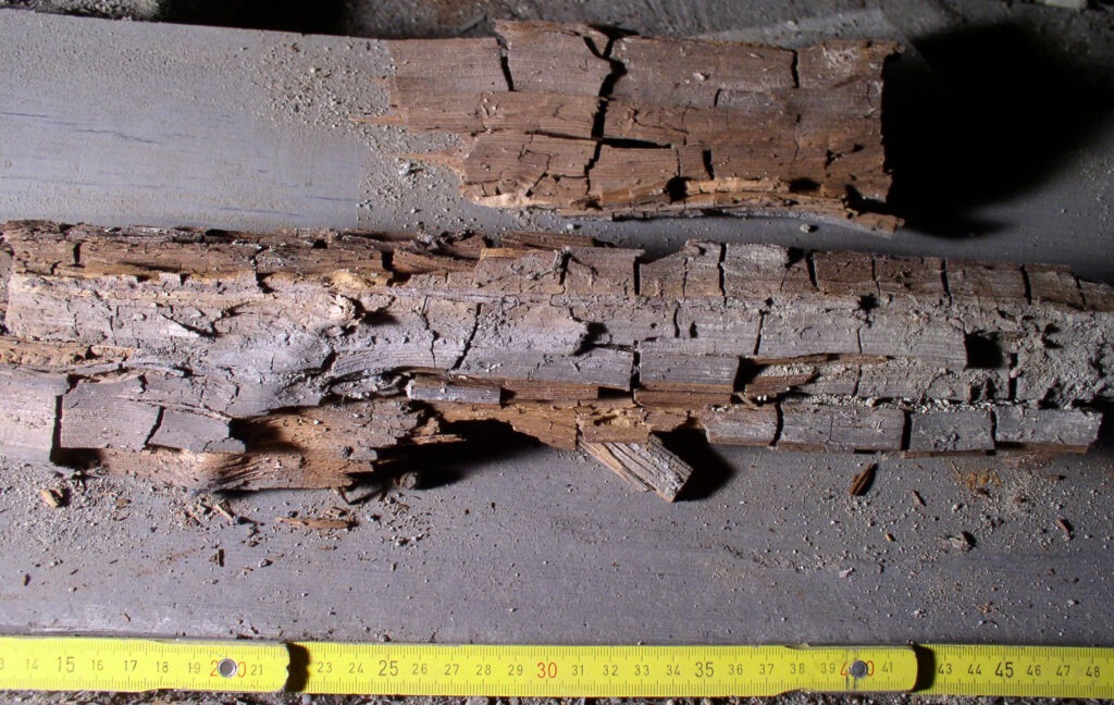 Wood decay caused by Serpula lacrymans