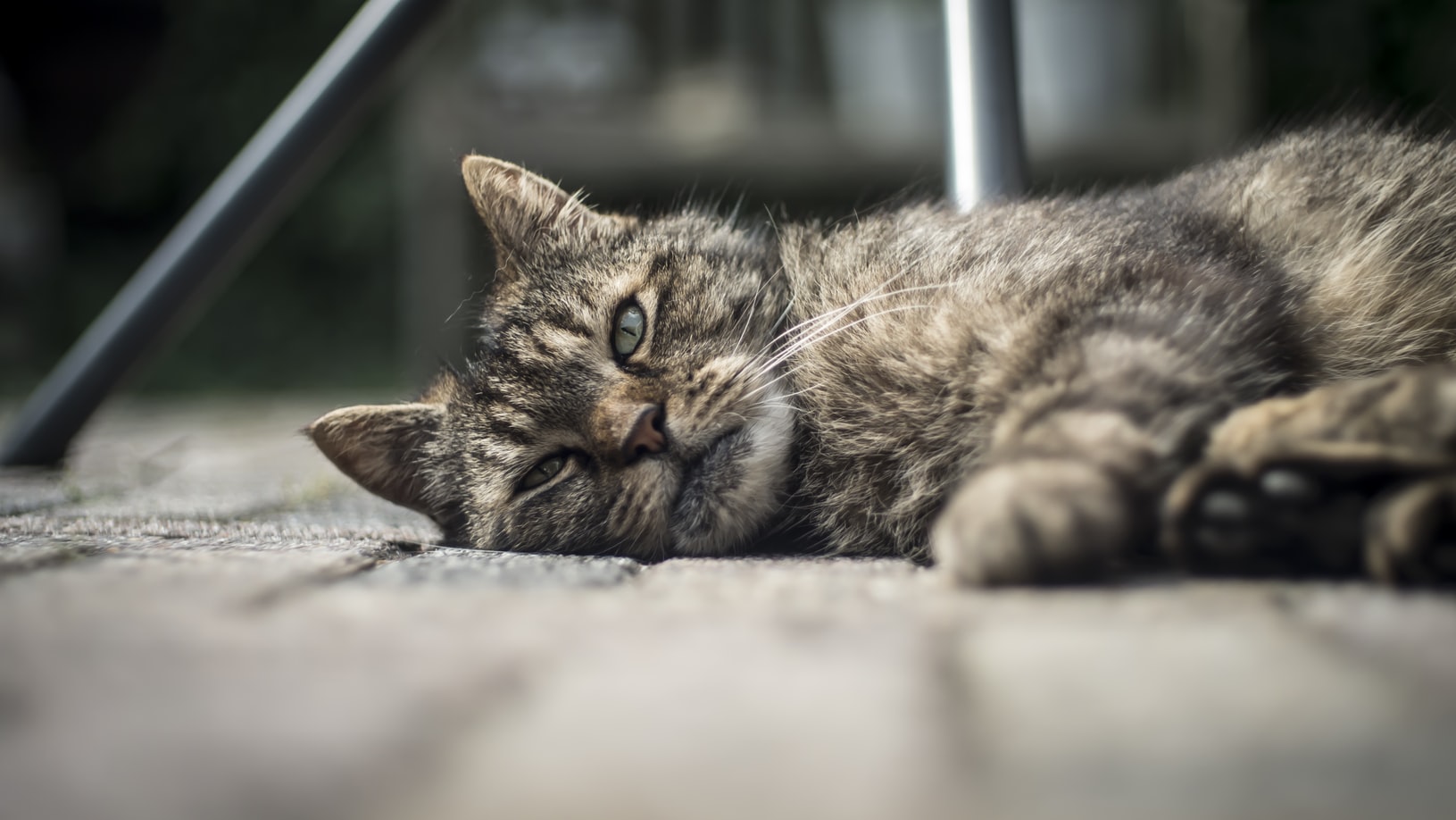 Common health issues for cats over the festive period