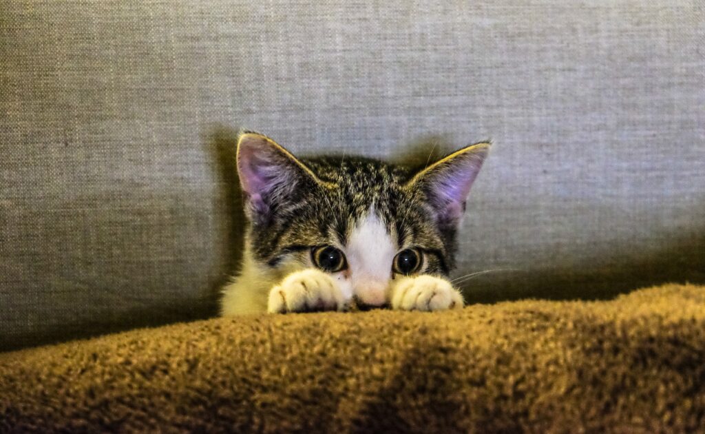 Cute Kitten hiding behind a Pillow image